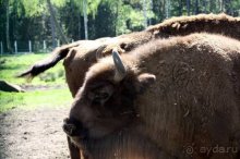 Камбек СССР, или День Победы в Белоруссии