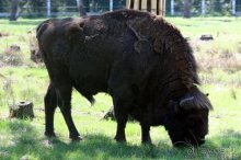 Камбек СССР, или День Победы в Белоруссии