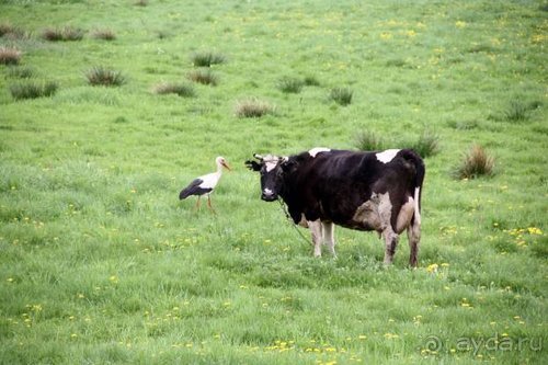 Камбек СССР, или День Победы в Белоруссии