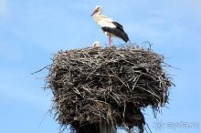 Камбек СССР, или День Победы в Белоруссии