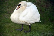 Камбек СССР, или День Победы в Белоруссии