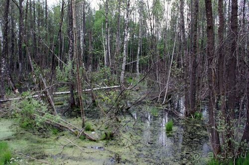 Камбек СССР, или День Победы в Белоруссии