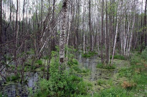 Камбек СССР, или День Победы в Белоруссии