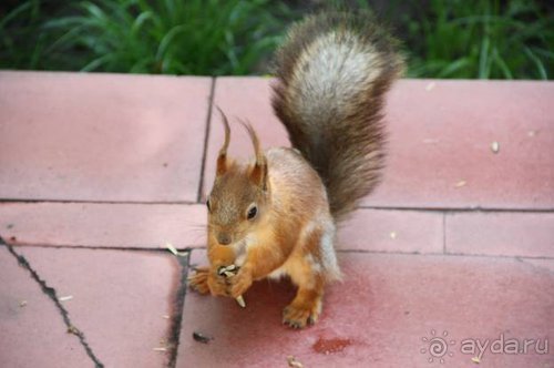 Камбек СССР, или День Победы в Белоруссии