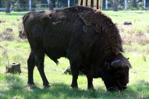Камбек СССР, или День Победы в Белоруссии