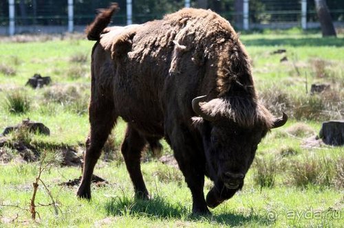 Камбек СССР, или День Победы в Белоруссии