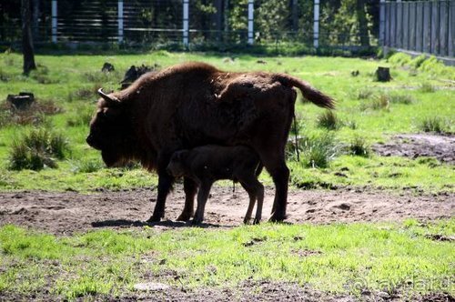 Камбек СССР, или День Победы в Белоруссии