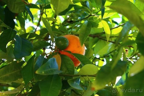 Грекомания