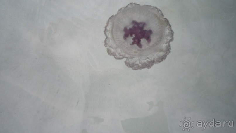 Это маленькая медуза