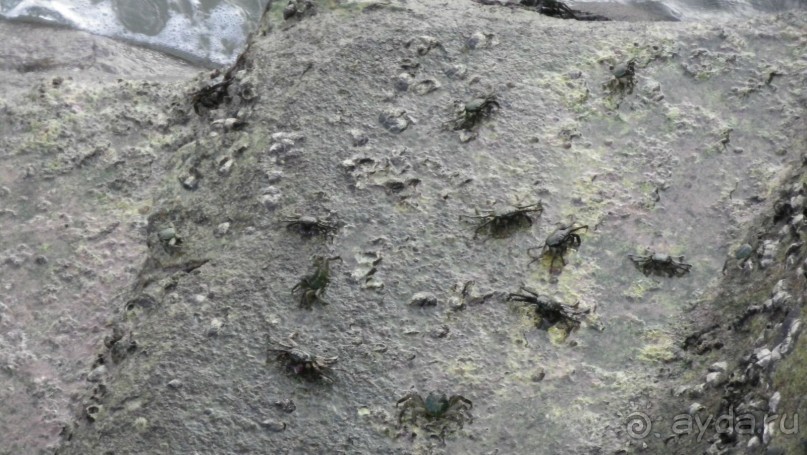 Крабы вечером на камнях отеля