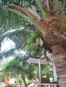 Крайности 13-й параллели (Паттайя+Самет)