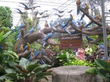 Крайности 13-й параллели (Паттайя+Самет)