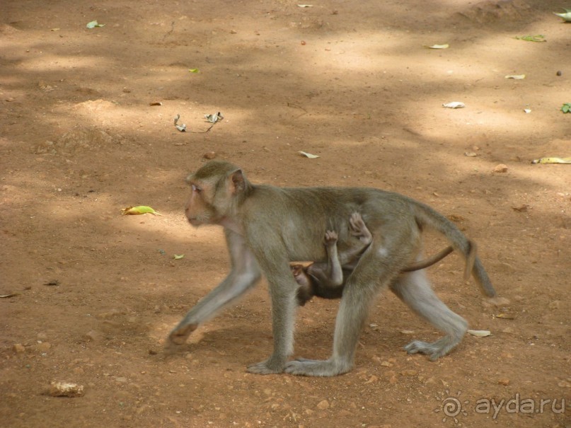 Крайности 13-й параллели (Паттайя+Самет)