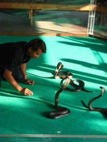 Укрощение строптивых