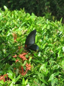 Крайности 13-й параллели (Паттайя+Самет)