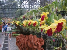 Орхидеи Нонг Нуча