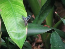 Крайности 13-й параллели (Паттайя+Самет)