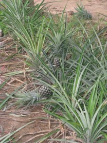 Рождение ананаса