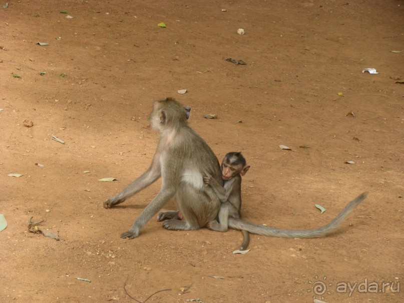 Крайности 13-й параллели (Паттайя+Самет)