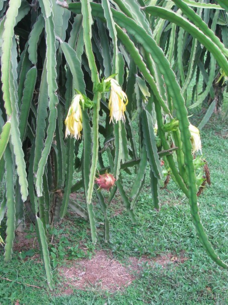 Драконов глаз