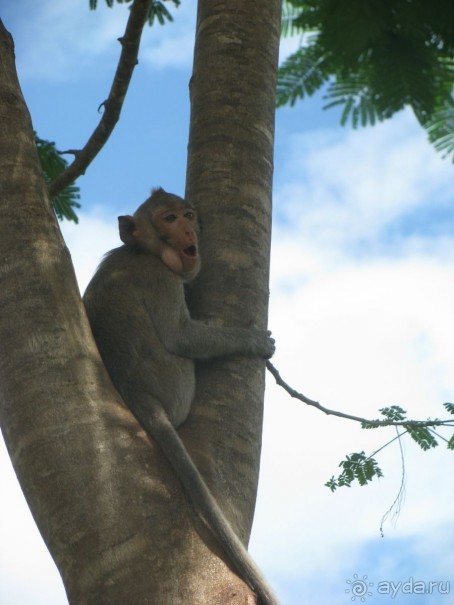 Высоко сижу-далеко гляжу