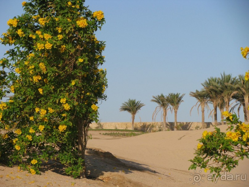 В погоне за мечтой