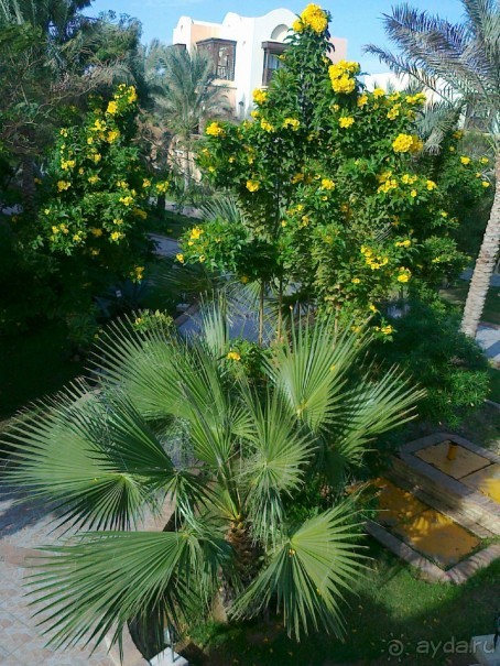 В погоне за мечтой