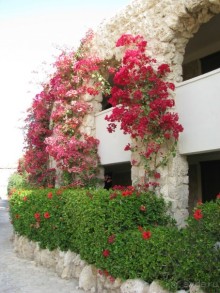 Ветвь жизни