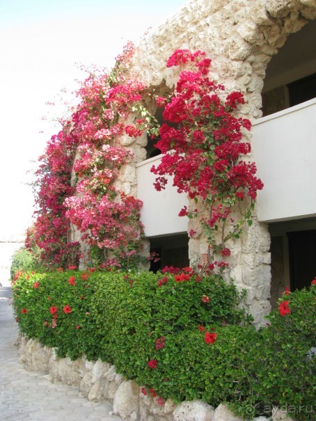 фото Pickalbatros Citadel Resort Sahl Hasheesh