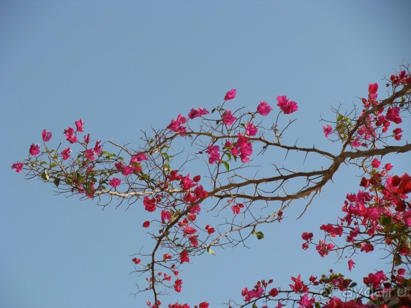 фото Pickalbatros Citadel Resort Sahl Hasheesh