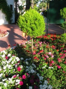 Разноцветье