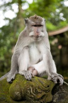 Альбом рассказа ""La Dolche far niente" закончилась. 10 подсказок как удачно съездить на Бали."