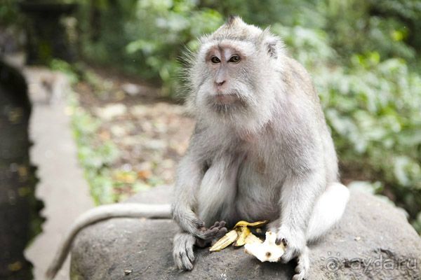 "La Dolche far niente" закончилась. 10 подсказок как удачно съездить на Бали.