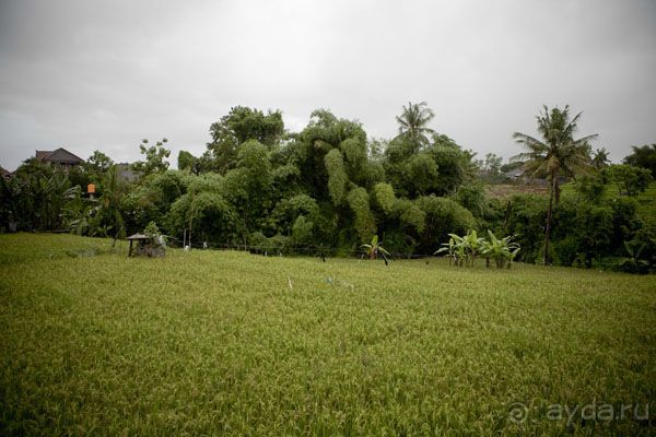 "La Dolche far niente" закончилась. 10 подсказок как удачно съездить на Бали.