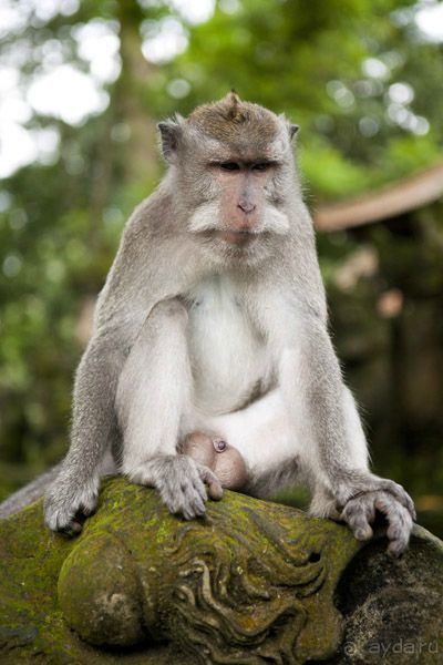 "La Dolche far niente" закончилась. 10 подсказок как удачно съездить на Бали.