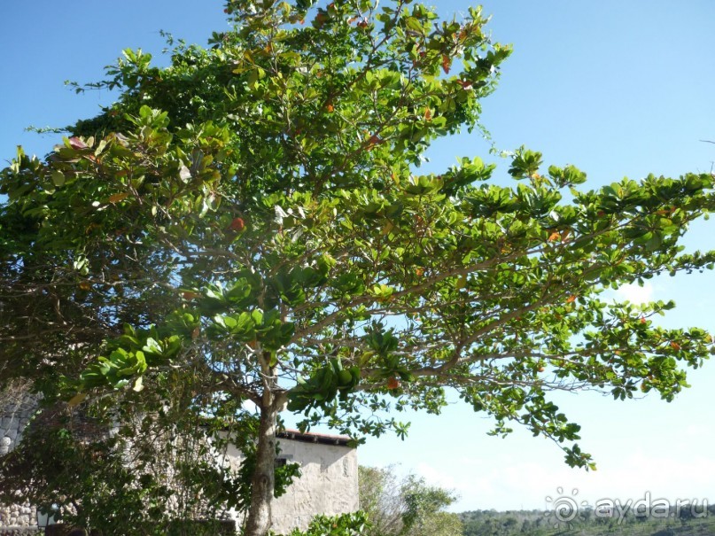 Пышная зелень местных деревьев