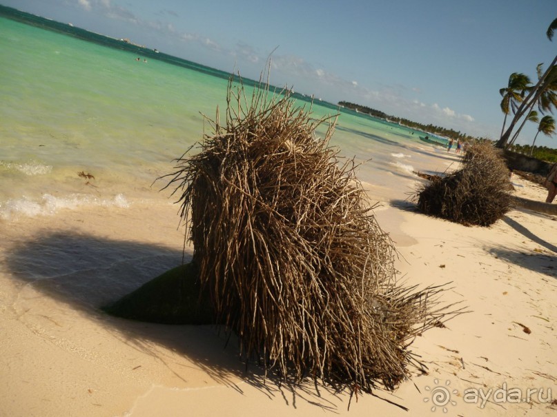 На берегу океана за пределами отеля можно встретить остатки пальм и корней пальм
