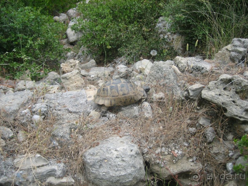 фото Sealife Buket Beach 