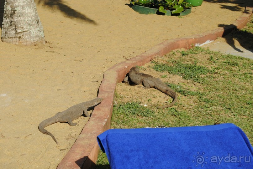 фото Siddhalepa Health