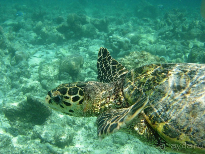 фото Раа Атолла