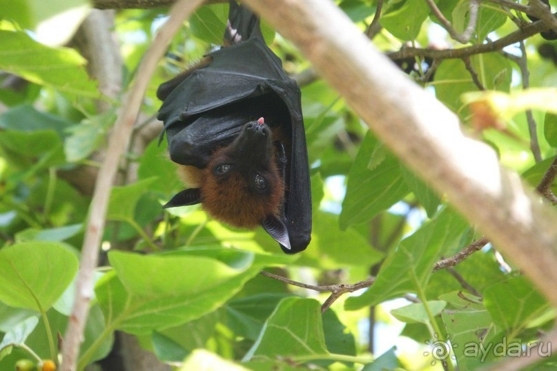 фото Раа Атолла