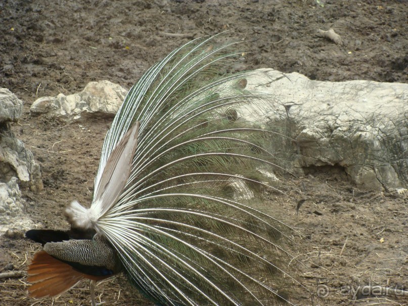 Таиланд март 2011