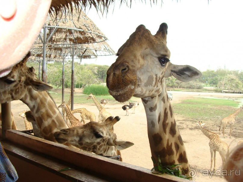 Таиланд март 2011