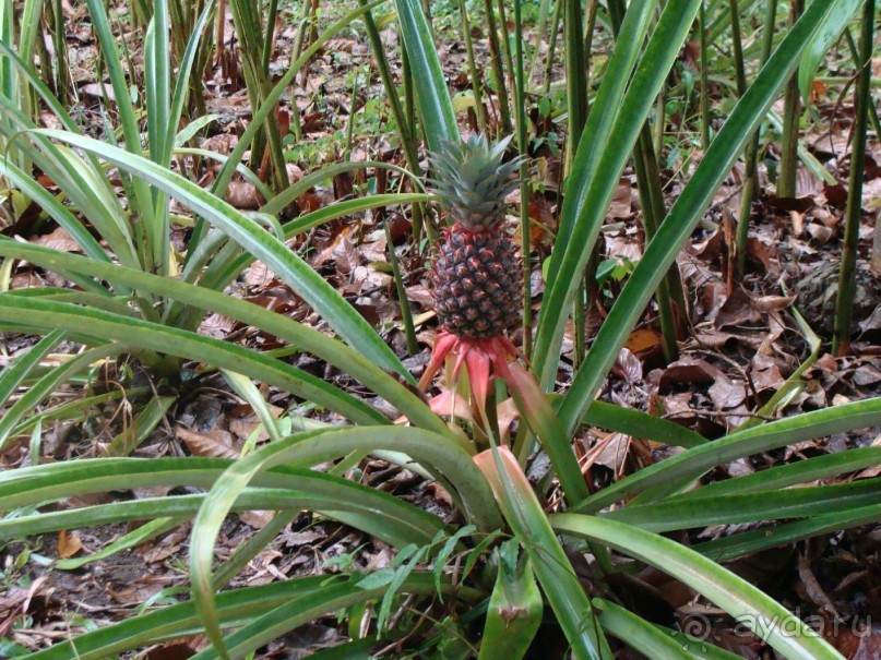 Таиланд март 2011