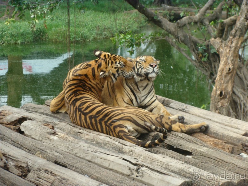 Таиланд март 2011