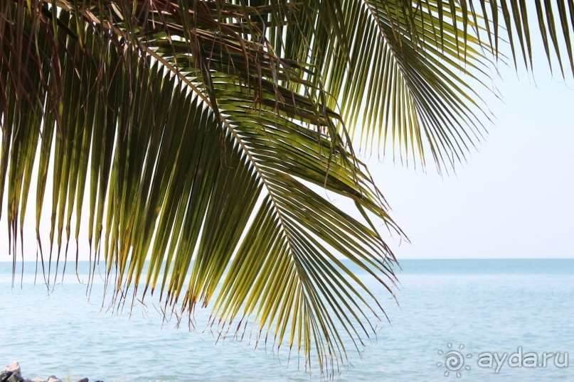 Отличный новый отель в Паттайе Brave Lion