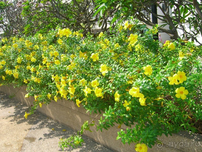 фото Jomtien Beach Condominium