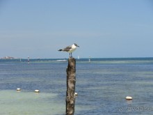 Сказка на другом конце света