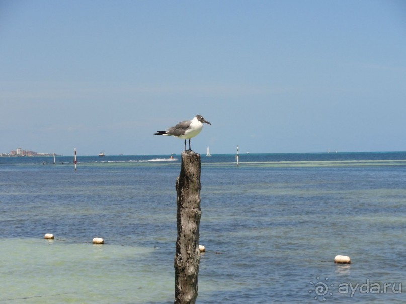 Сказка на другом конце света