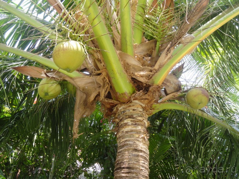 Прекрасные виллы по-вьетнамски